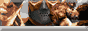 ani_passale.gif  height=