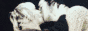 blew.gif  height=
