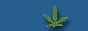 legalize_now.gif  height=