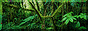 os.gif  height=
