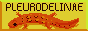 pleurodelinae.png  height=