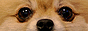 pu.gif  height=