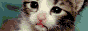 top100pet.gif  height=